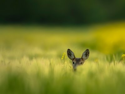Hide & seek
