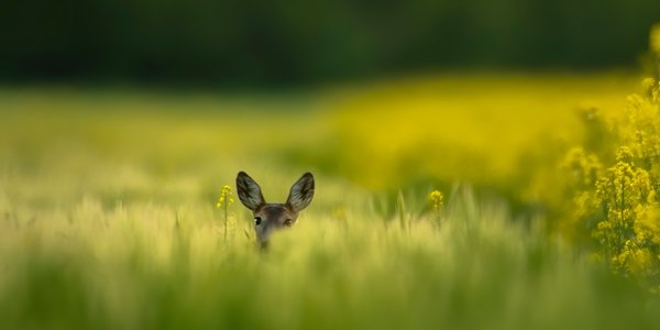 Hide & seek