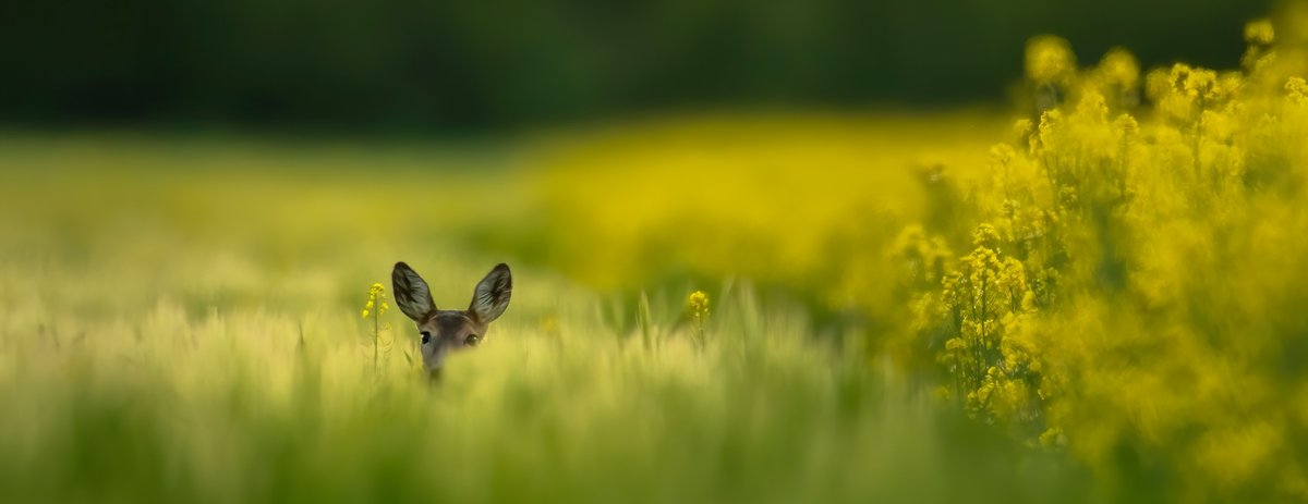 Hide & seek